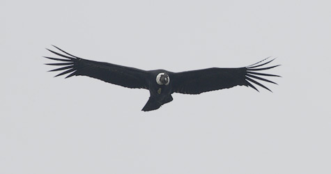 Andean Condor (Vultur gryphus) photo image