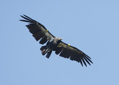 California Condor (Gymnogyps californianus) photo image