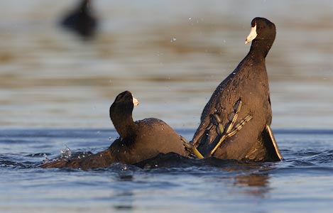 American Coot (Fulica americana) photo image
