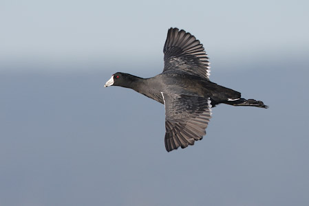American Coot (Fulica americana) photo image