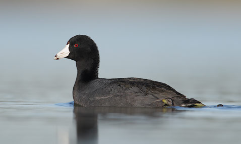 American Coot (Fulica americana) photo image