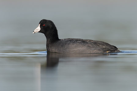 American Coot (Fulica americana) photo image