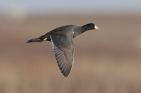 American Coot (Fulica americana) photo image