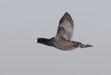 American Coot (Fulica americana) photo image