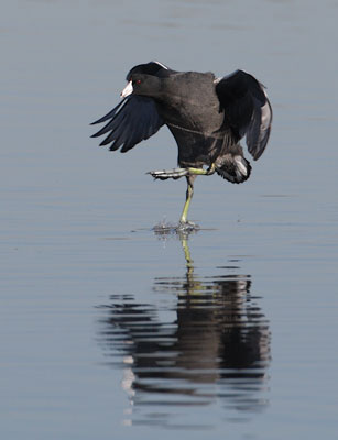 American Coot (Fulica americana) photo image
