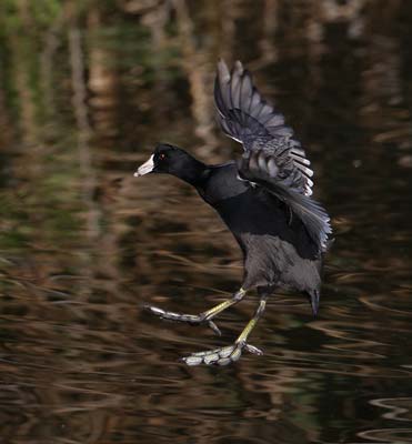 American Coot (Fulica americana) photo image