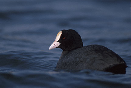 Eurasian Coot (Fulica atra) photo image