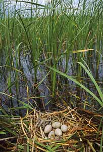 Eurasian Coot (Fulica atra) photo image