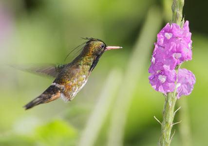 Black-crested Coquette (Lophornis helenae) photo