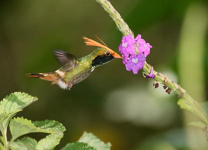 Rufous-crested Coquette (Lophornis delattrei) photo image