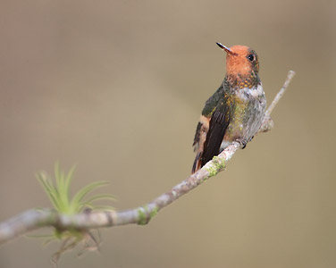 Rufous-crested Coquette (Lophornis delattrei) photo image