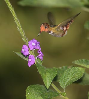 Rufous-crested Coquette (Lophornis delattrei) photo image