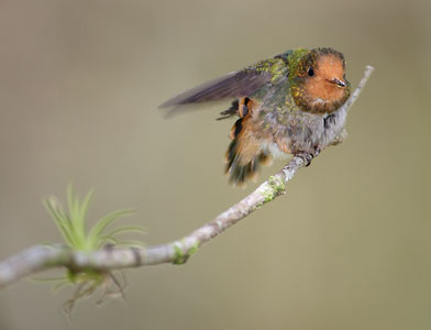 Rufous-crested Coquette (Lophornis delattrei) photo image