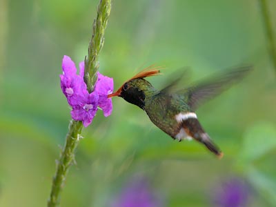 Rufous-crested Coquette (Lophornis delattrei) photo image