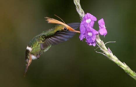 Rufous-crested Coquette (Lophornis delattrei) photo image