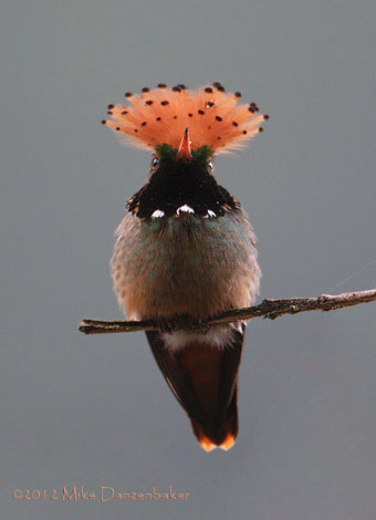 Spangled Coquette (Lophornis stictolophus) photo image