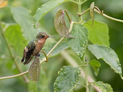 Tufted Coquette (Lophornis ornatus) photo image