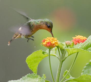 Tufted Coquette (Lophornis ornatus) photo image