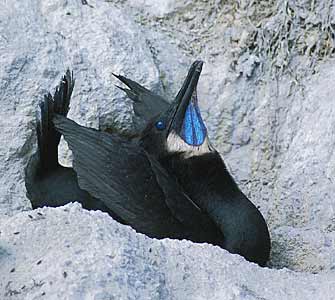 Brandt's Cormorant (Phalacrocorax penicillatus) photo image