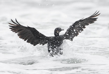 Brandt's Cormorant (Phalacrocorax penicillatus) photo image