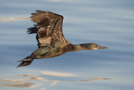 Brandt's Cormorant (Phalacrocorax penicillatus) photo image