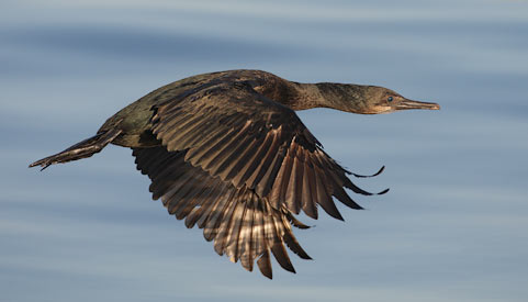 Brandt's Cormorant (Phalacrocorax penicillatus) photo image