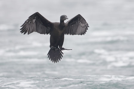 Brandt's Cormorant (Phalacrocorax penicillatus) photo image