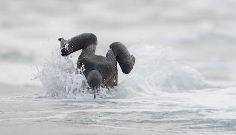 Brandt's Cormorant (Phalacrocorax penicillatus) photo image