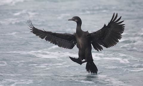Brandt's Cormorant (Phalacrocorax penicillatus) photo image