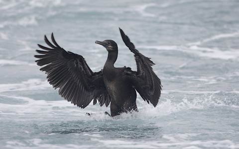 Brandt's Cormorant (Phalacrocorax penicillatus) photo image