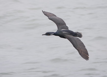 Brandt's Cormorant (Phalacrocorax penicillatus) photo image