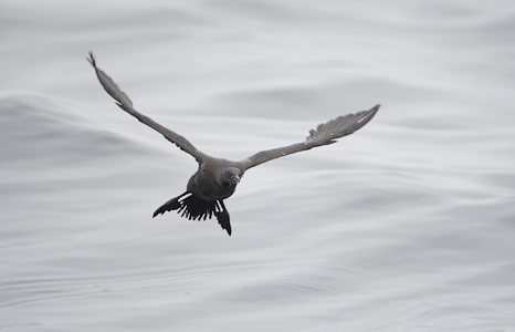 Brandt's Cormorant (Phalacrocorax penicillatus) photo