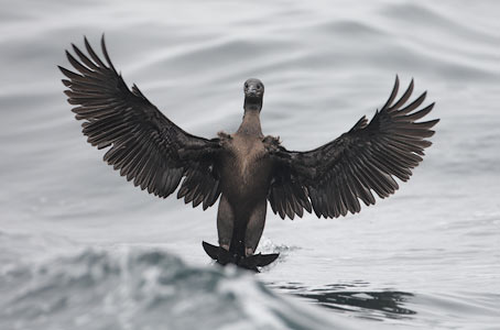 Brandt's Cormorant (Phalacrocorax penicillatus) photo image