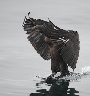 Brandt's Cormorant (Phalacrocorax penicillatus) photo image