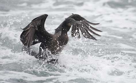 Brandt's Cormorant (Phalacrocorax penicillatus) photo image