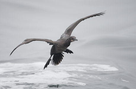 Brandt's Cormorant (Phalacrocorax penicillatus) photo image