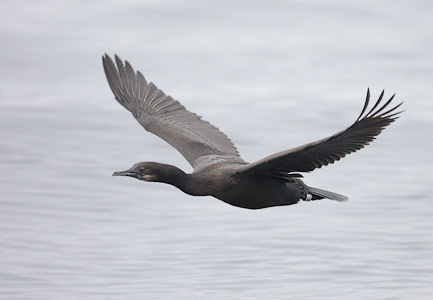Brandt's Cormorant (Phalacrocorax penicillatus) photo image
