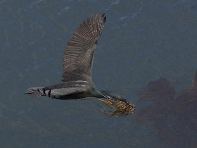 Brandt's Cormorant (Phalacrocorax penicillatus) photo image
