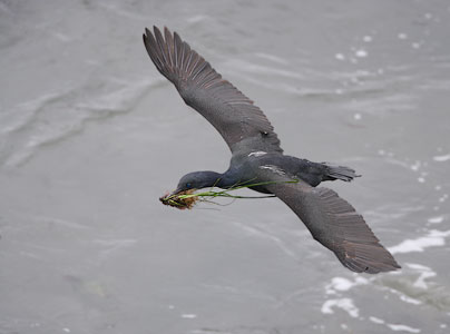 Brandt's Cormorant (Phalacrocorax penicillatus) photo image