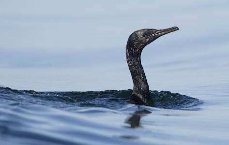 Brandt's Cormorant (Phalacrocorax penicillatus) photo image