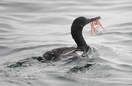 Brandt's Cormorant (Phalacrocorax penicillatus) photo image