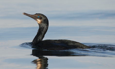 Brandt's Cormorant (Phalacrocorax penicillatus) photo image