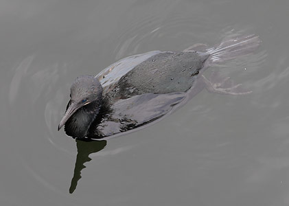 Brandt's Cormorant (Phalacrocorax penicillatus) photo image