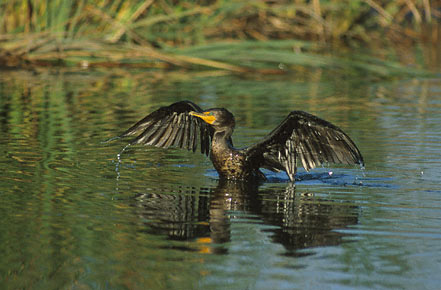 Double-crested Cormorant (Phalacrocorax auritus) photo image
