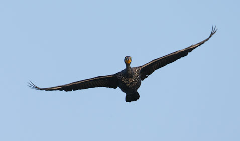 Double-crested Cormorant (Phalacrocorax auritus) photo image