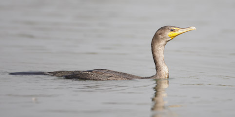 Double-crested Cormorant (Phalacrocorax auritus) photo