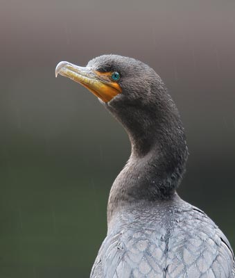 Double-crested Cormorant (Phalacrocorax auritus) photo image