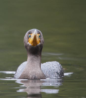 Double-crested Cormorant (Phalacrocorax auritus) photo image