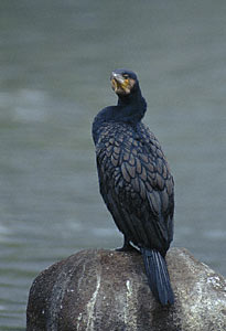 Great Cormorant (Phalacrocorax carbo) photo image
