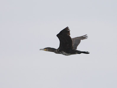 Great Cormorant (Phalacrocorax carbo) photo image